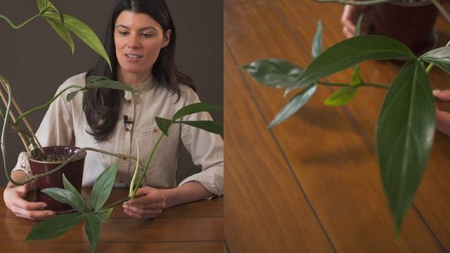 Philodendron Tripartitum Houseplant Care—63 Of 365