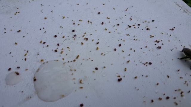 Заклещеванность роёв пчёл из улья и из колоды, сравнение. смотреть онлайн