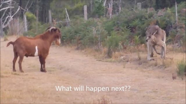 Kangaroo fighting with an unusual partner... смотреть онлайн