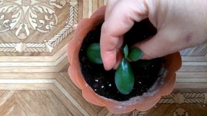 Размножение толстянки, денежного дерева. Propagation of Crassula, money tree.