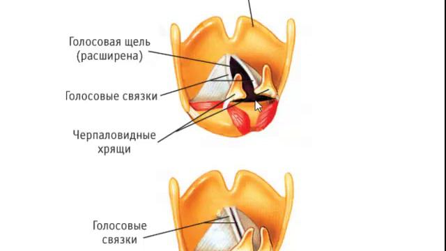 Голосообразование