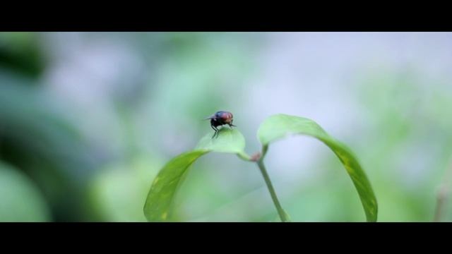 Canon EOS 1200D video test~with Canon 50mm STM Lens (no colour grading) смотреть онлайн