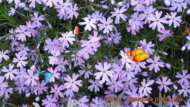 Флокс шиловидный Г.Ф. Вилсон (phlox subulata) ? обзор: как сажать, рассада флокса Г.Ф. Вилсон смотреть онлайн