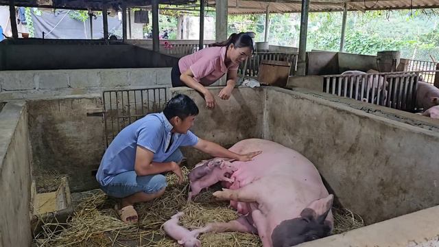 Sow named Chit has just given birth, surprised with the number of piglets. (Ep185). смотреть онлайн