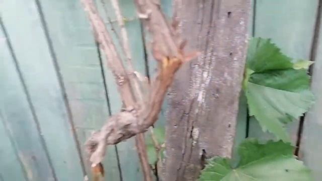 Ремонт дачного домика смотреть онлайн