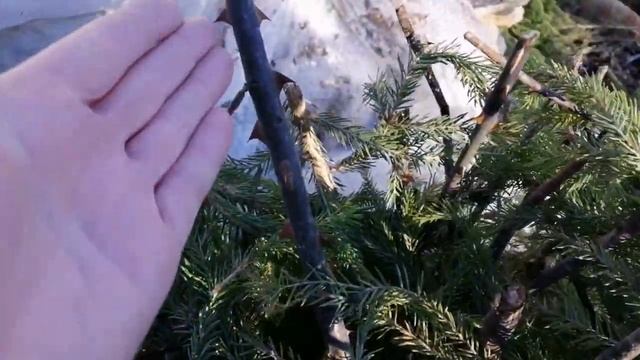 Ужас! Розы частично открыла,а там.......!?! смотреть онлайн