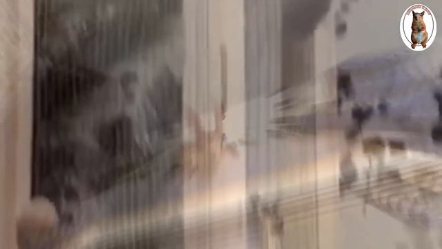 Как белка ругается... ??️ How A Squirrel Grumbles