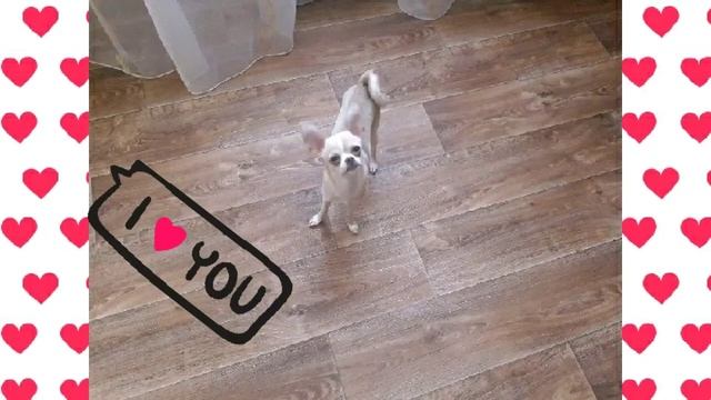 МИЛЫЕ И ЗАБАВНЫЕ ФОТО МИШКИ И МИЛКИ смотреть онлайн