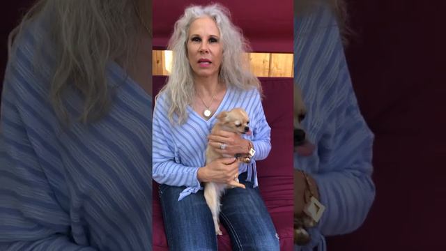 Chihuahua retained puppy teeth is a major concern смотреть онлайн