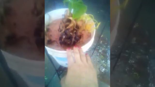 Alocasia Cucullata - Primeira Floração смотреть онлайн