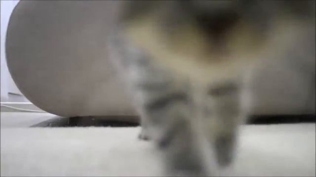 Мне подарили Котенка ! смотреть онлайн