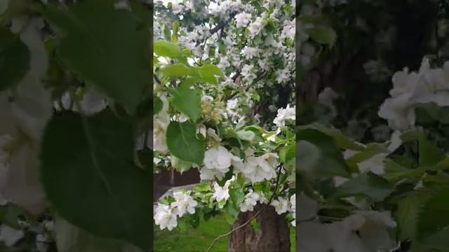 Яблоня - красавица смотреть онлайн