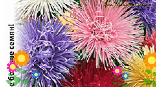 Астра китайская Юбилей. Краткий обзор, описание характеристик callistephus chinensis смотреть онлайн