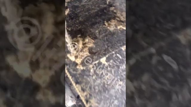 Насекомые в муке. Сургутский хлебозавод смотреть онлайн