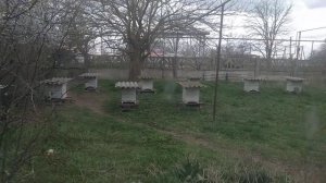 Разницу между пчелами кордован и бакфаст видно не вооруженным глазом :)