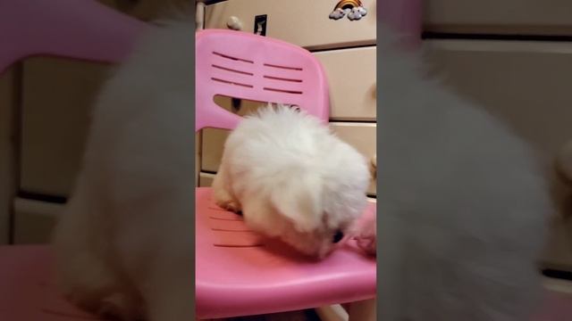 мини Мальтезе, девочка. смотреть онлайн