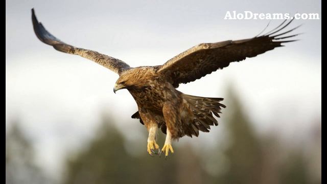 #18 Dreams About Eagles - Meaning and Interpretation смотреть онлайн