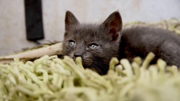 ULTRA CALMING Music for Anxious and Restless Cats - 12 Hours