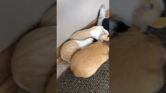 School Pets Update 3 смотреть онлайн