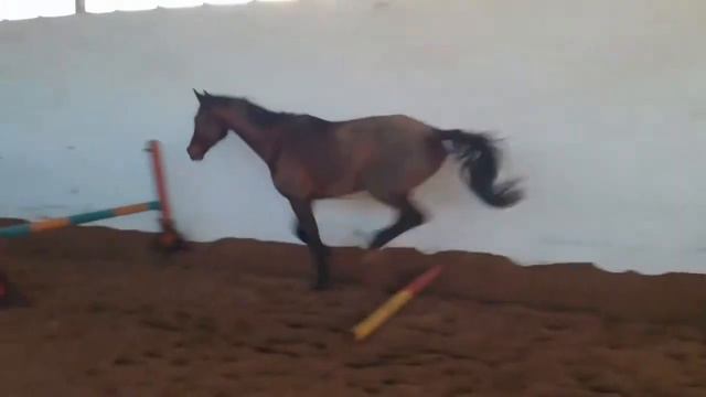 Мой маленький конь любит прыгать сам. смотреть онлайн