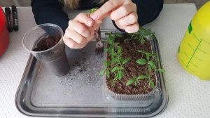 ПИКИРОВКА ТОМАТОВ