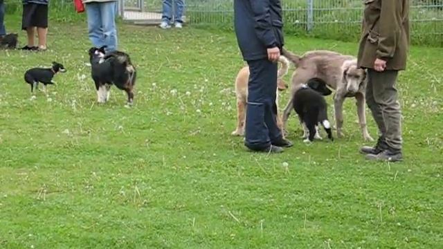 Hovawart ,Welpe ,Bendix смотреть онлайн