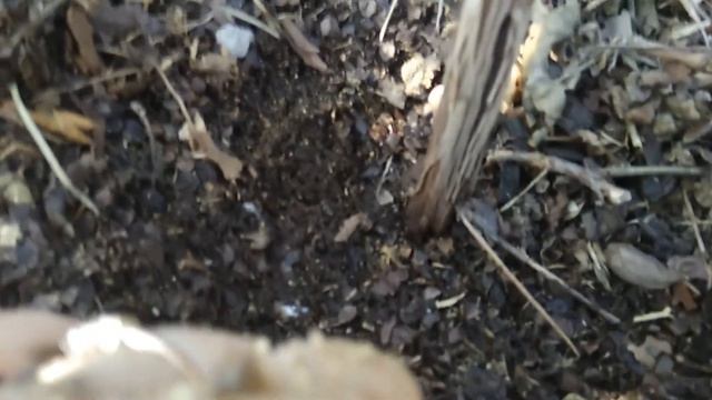 Виноградная лоза не проснулась после зимы Саженец винограда погиб? смотреть онлайн