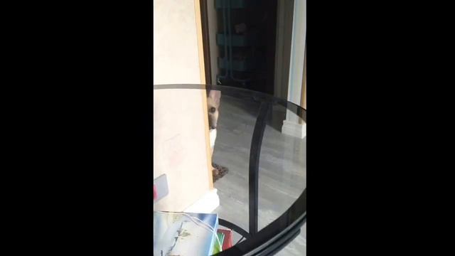 Собака французский бульдог, следит, смех, dog french bulldog смотреть онлайн