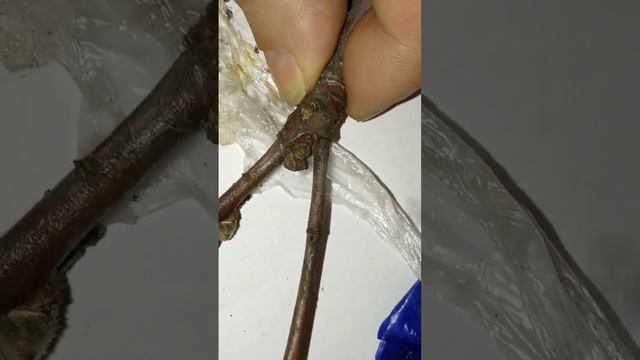 Как прививать правильно яблоню черенками весной.Улучшенная копулировка.С новым годом подписчики. смотреть онлайн