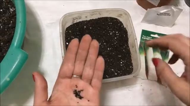 Садим Лук ПОРЕЙ на рассаду в Сибири смотреть онлайн