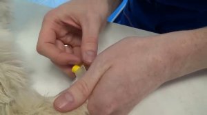 Взятие крови у кота