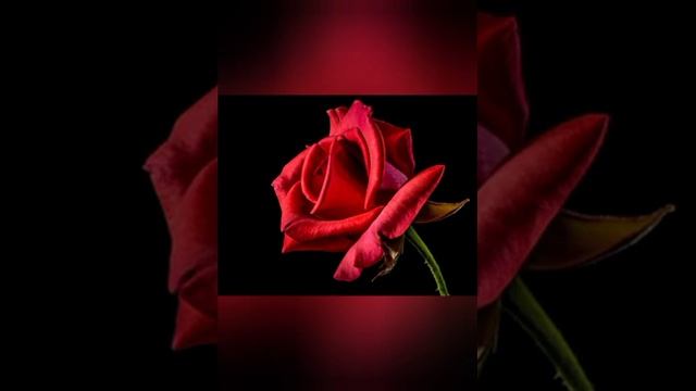 Розы для Тебя!??? смотреть онлайн