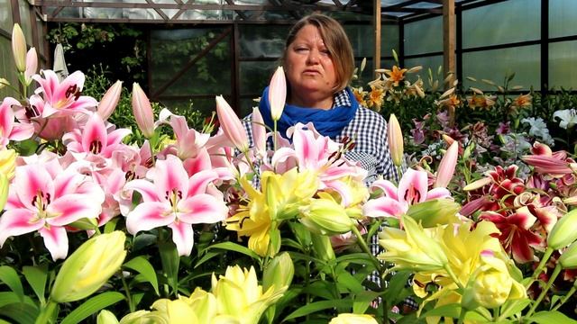 Отчего болеют и гибнут лилии смотреть онлайн