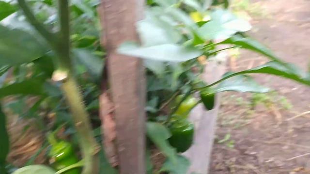 В теплице.Огурцы, перцы, томаты. Кубеинка смотреть онлайн