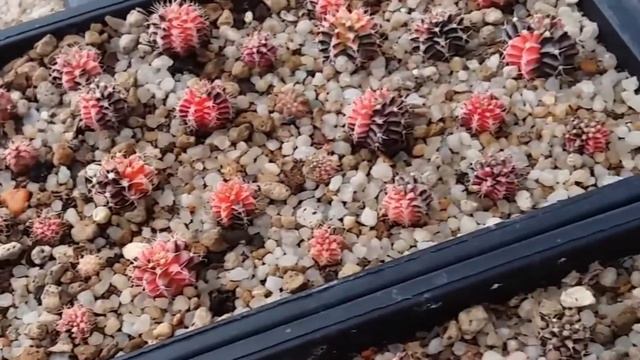 Gymnocalycium Variegated Gymnocalycium Mihanovichii Variegated