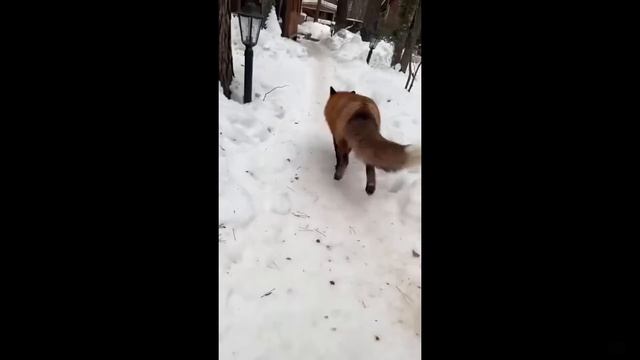 Ли Сяо / Alice the Fox Лиса Алиса (Поимка беглеца!!) смотреть онлайн