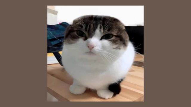 Scp 3008 Friday theme loop sped up (credits in the description) смотреть онлайн