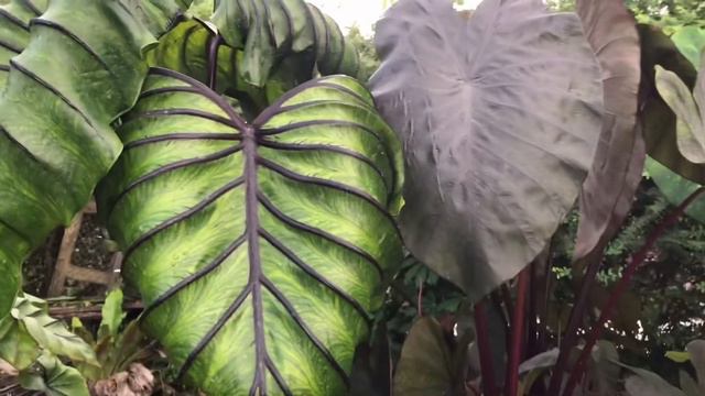 Colocasia Pharaoh’s Mask tại Sóc Trăng - Review Pharaoh’s Mask P1 смотреть онлайн