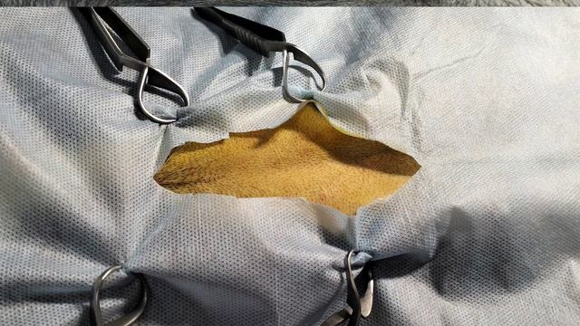 Стерилизация (лапароскопия) крупных собак в ветклинике Добрый Доктор смотреть онлайн