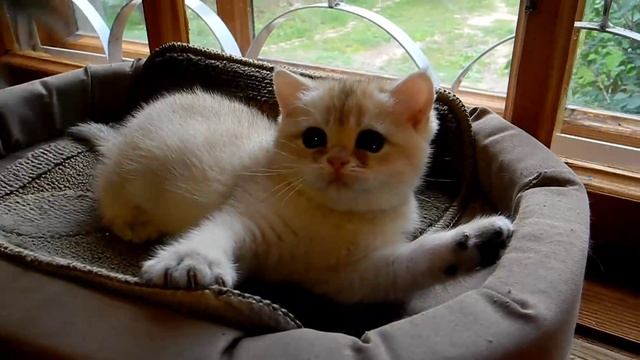 Кошка Helga Moon Blues SunRay Британский котенок черного золотого затушеванного окраса BRI ny 11 смотреть онлайн