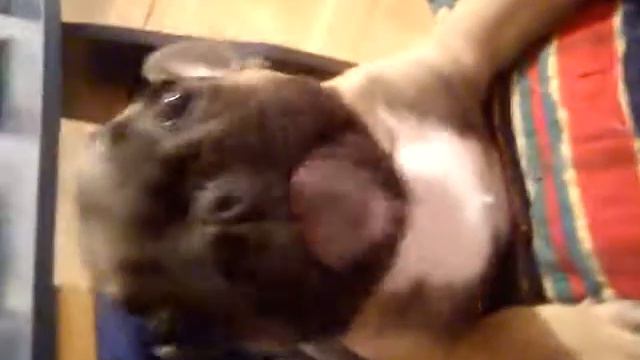 French bulldog eating apple, Bimbo смотреть онлайн