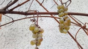 Прейри Стар на 18 ноября.