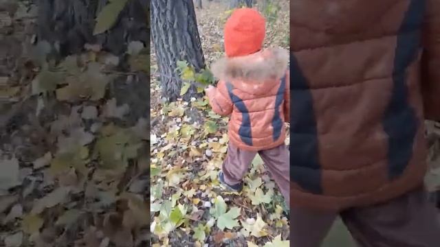 Собирание грибов mushroom picking смотреть онлайн