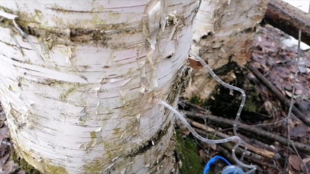 Как собирать берёзовый сок. смотреть онлайн