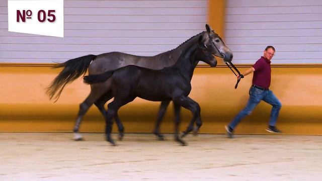 5. Caesar Z (Cornet Obolensky x Cicero Z van Paemel x Anthonis) смотреть онлайн