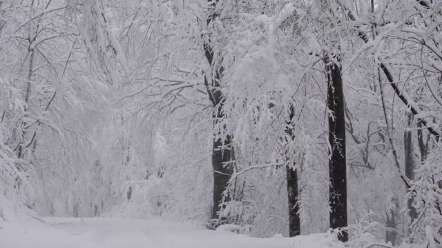 Зоя Сергеева «Опять снегопад» читает Мищенко Светлана Сергеевна смотреть онлайн