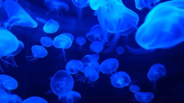 Медузы, музыка для медитации смотреть онлайн