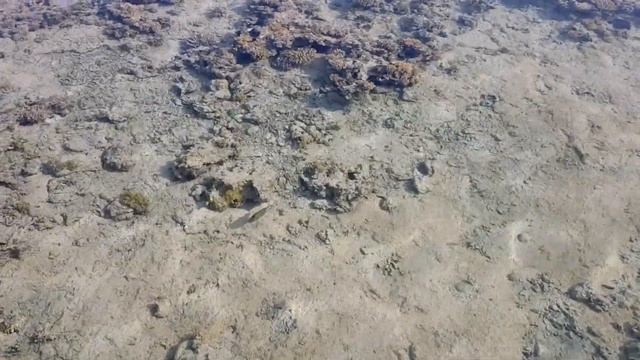 Понтон Albatros Moderna Шарм-Эль-Шейх. Красивый вид. Что под водой смотреть онлайн