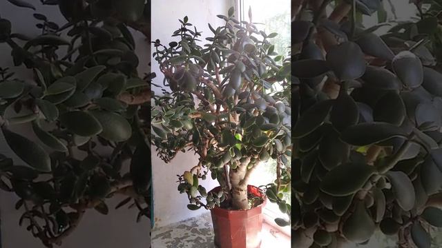 человек создан по образу и подобию бога... смотреть онлайн