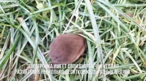 Землеройка. Забавная зверюга. Почти Animal Planet. Что водится в деревне. Деревенская живность.